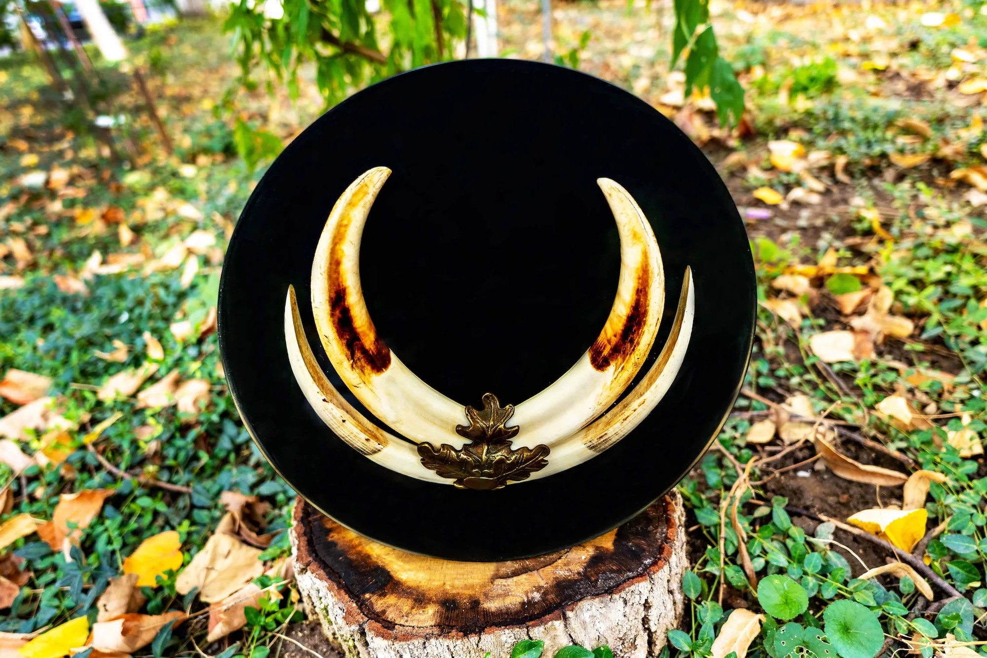 Wild Boar tusks embedded in resin — handmade piece